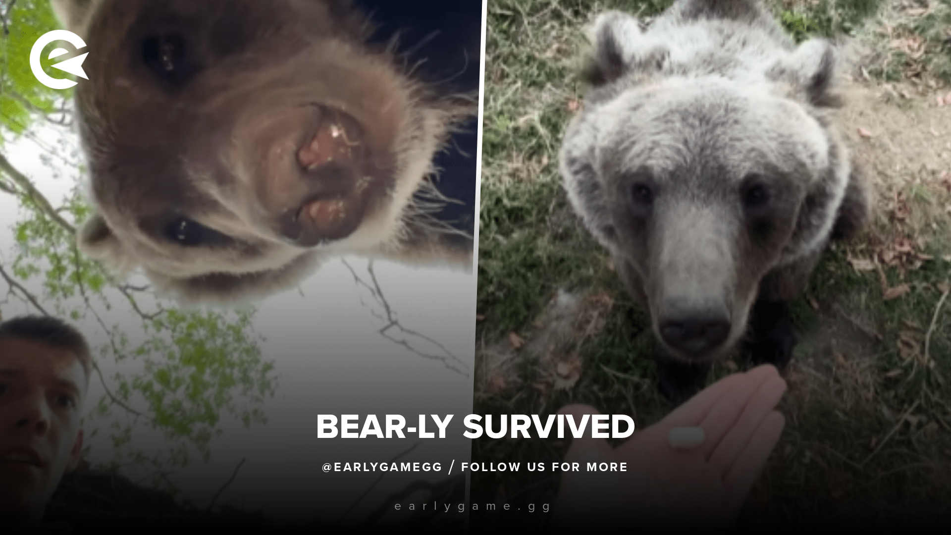 Bear-ly Survived: YouTuber Goes Viral For A Close Encounter With A Grizzlybear