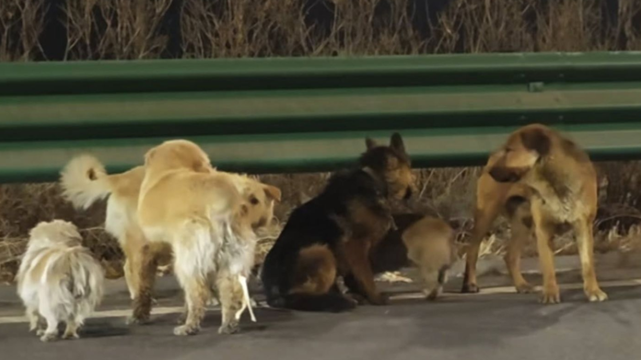 7 Dogs Escape From Kidnapper