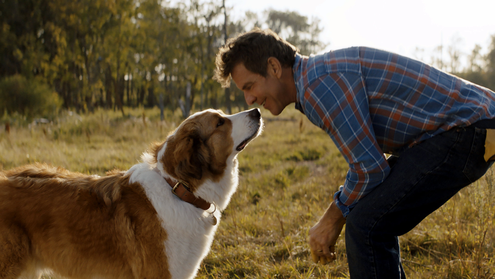 A Dogs Journey