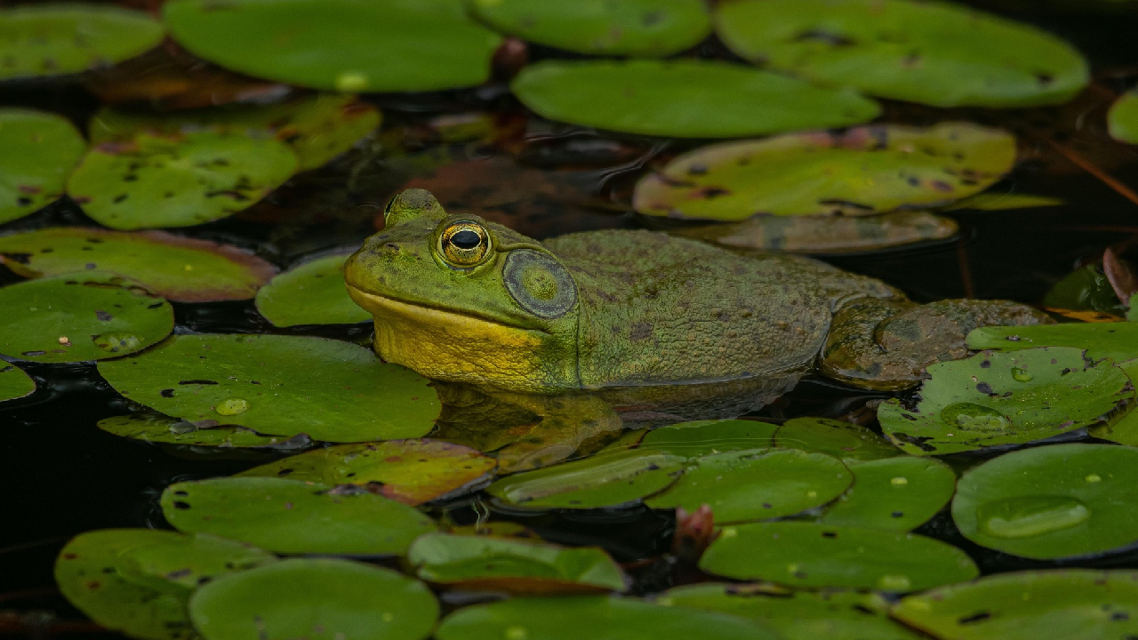 Amerikanischer Ochsenfrosch Pixabay