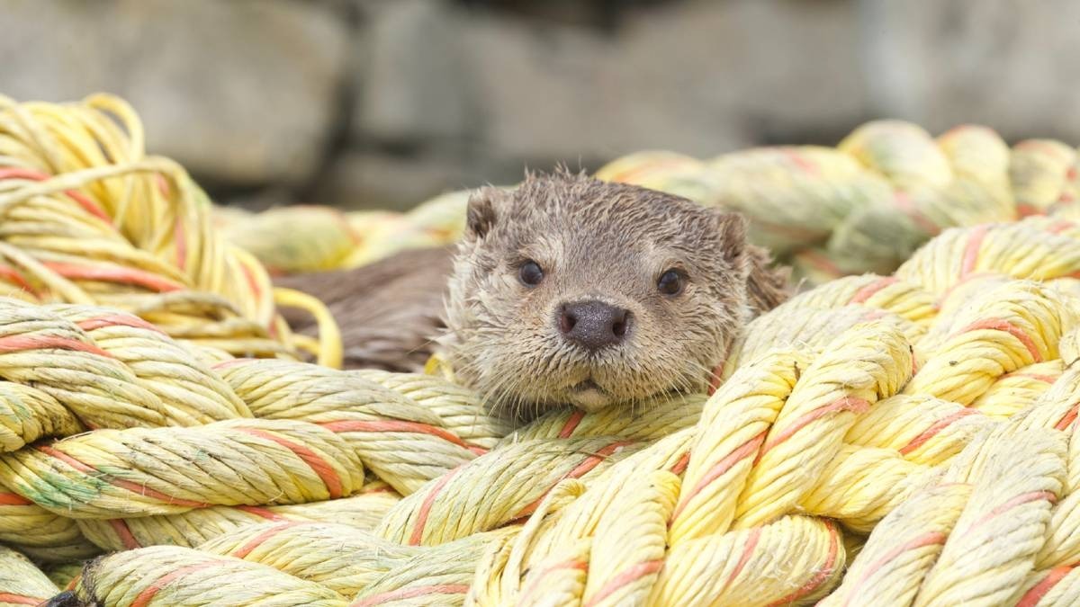 Billy Molly An Otter Love Story
