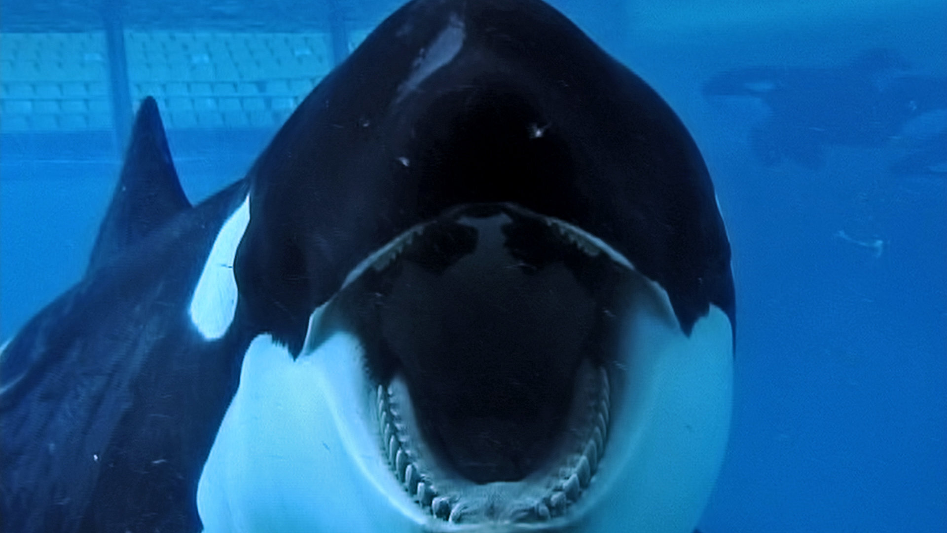 Blackfish 2013