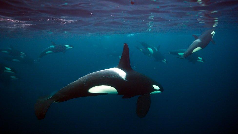 Blue Planet II 2017