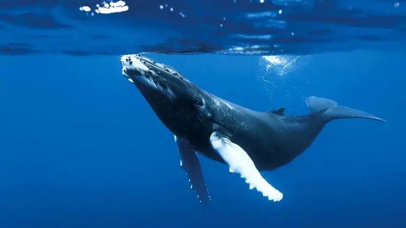 Blue Planet