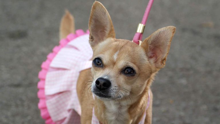 Bruiser from Legally Blonde