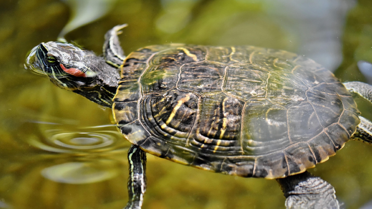 Die Buchstaben Schmuckschildkröte Pixabay