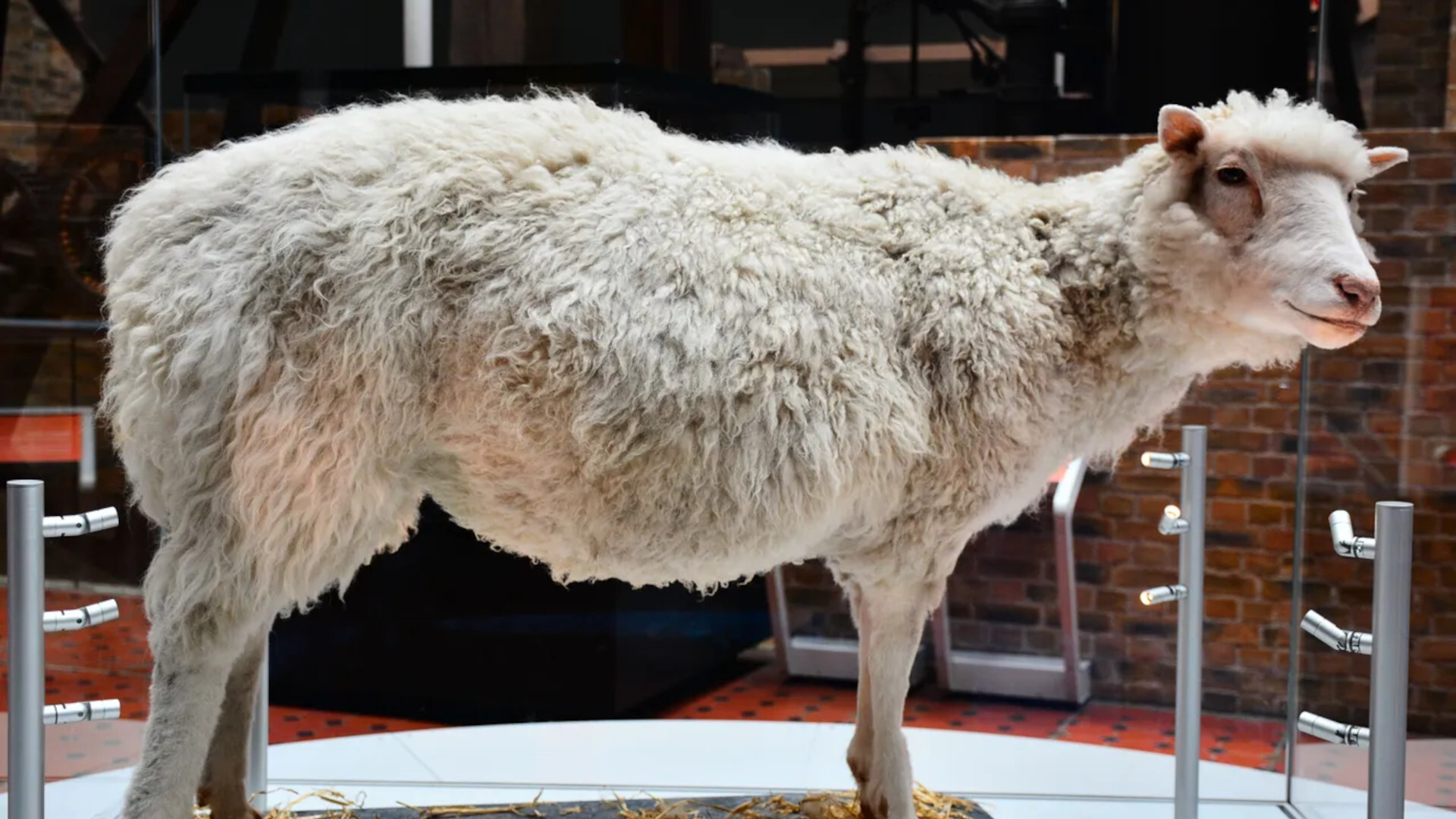 Dolly Parton Sheep