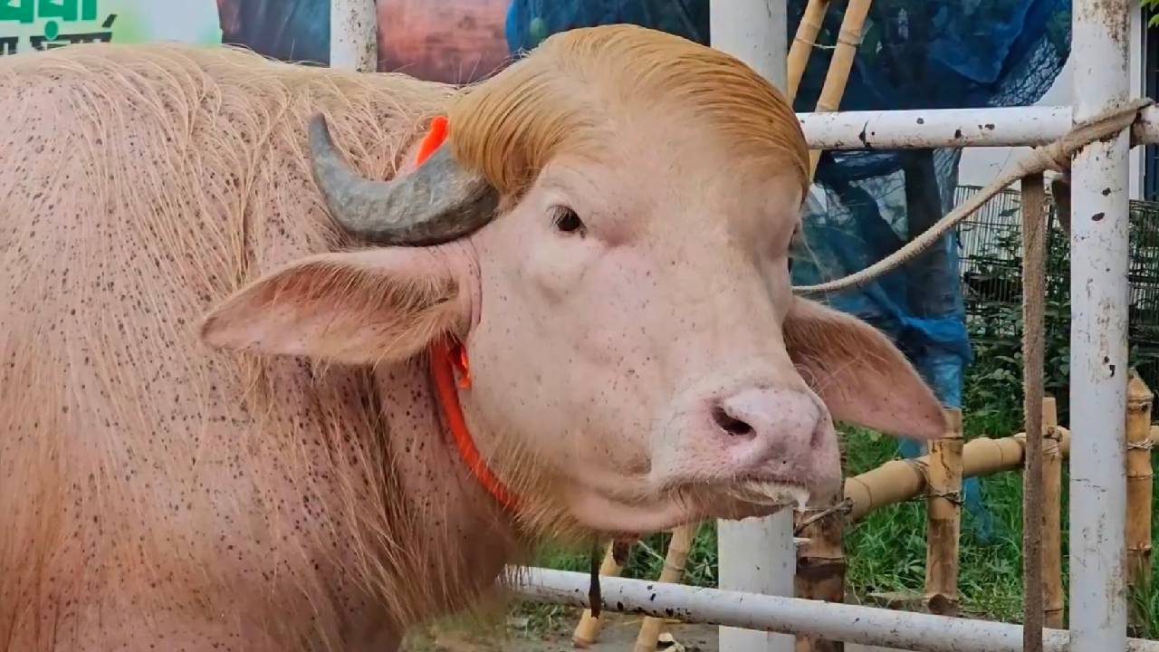Donald Trump Buffalo