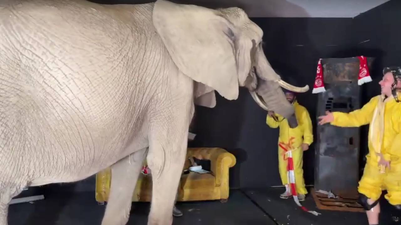 Elefant Twitch
