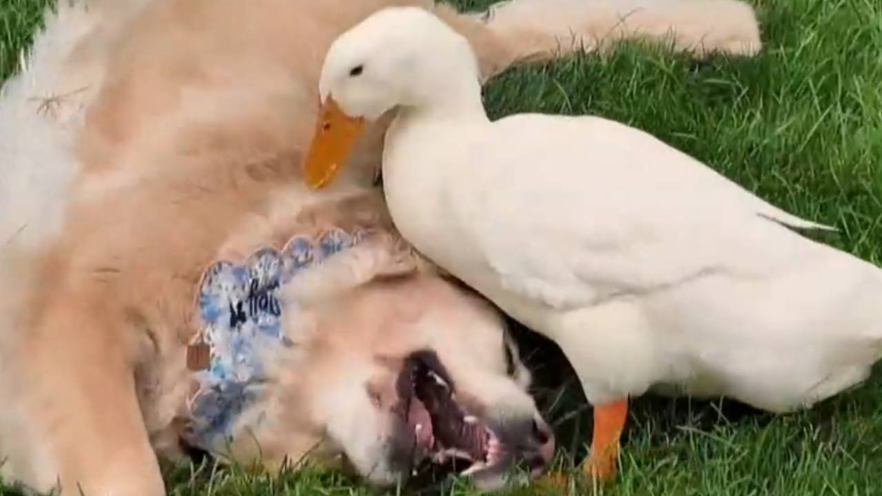 Ente Louie hilft Golden Retriever Barley