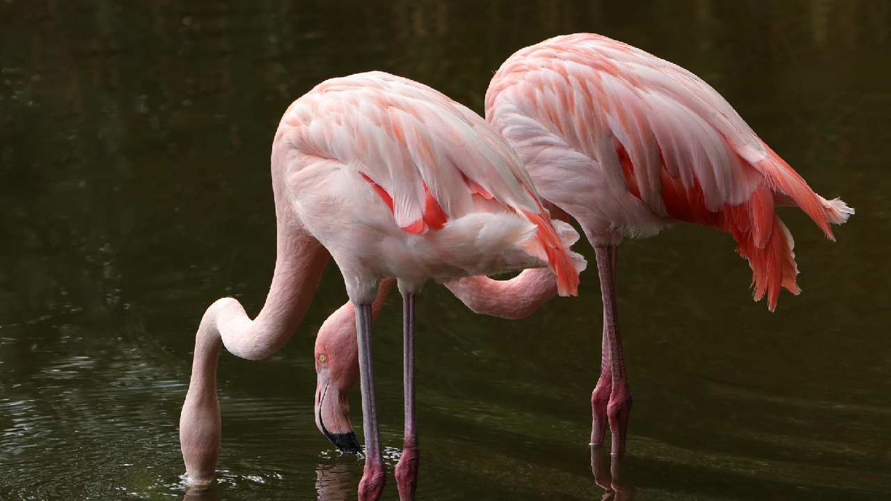 Flamingos Pixabay