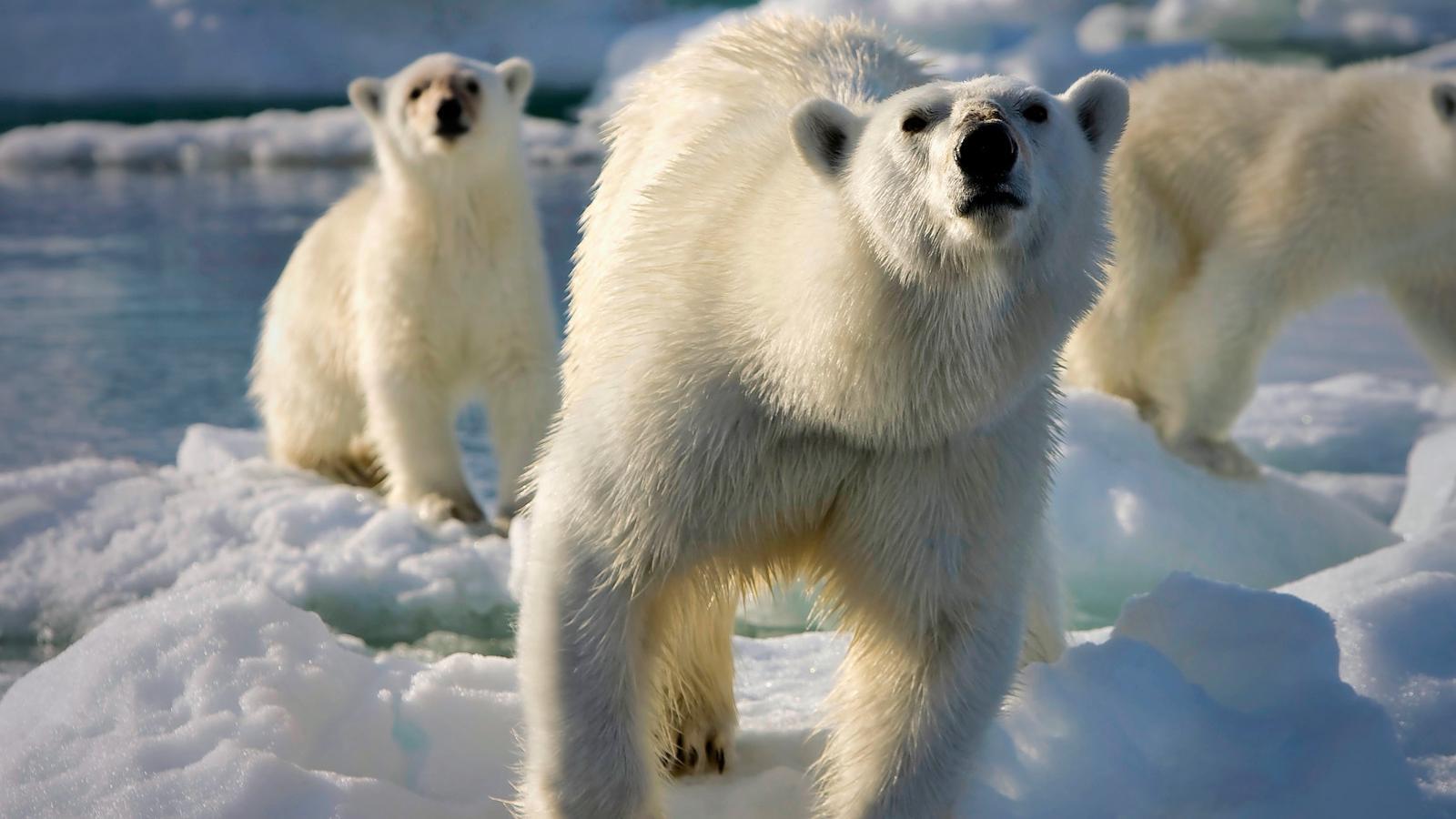 Frozen Planet 2011 2012