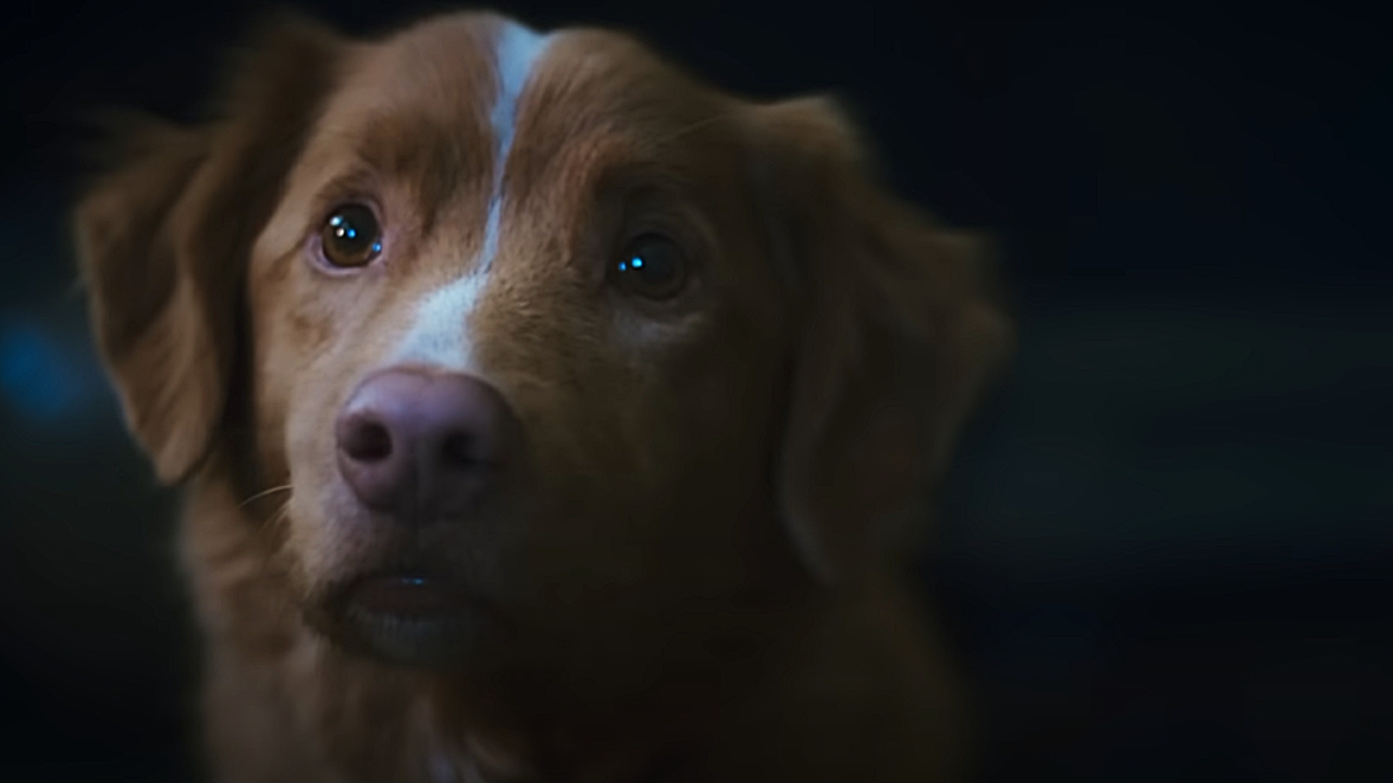 Good Boy Horror Movie From A Dogs POV