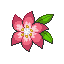 Gracidea