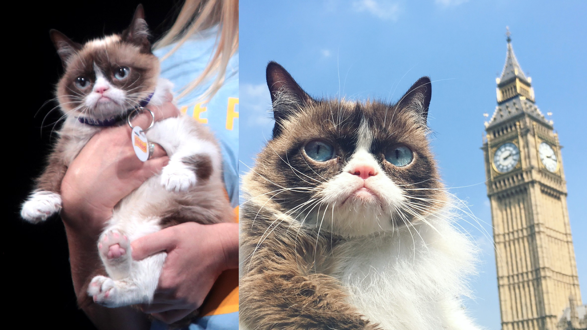 Grumpy Cat 01 Instagram Wikipedia
