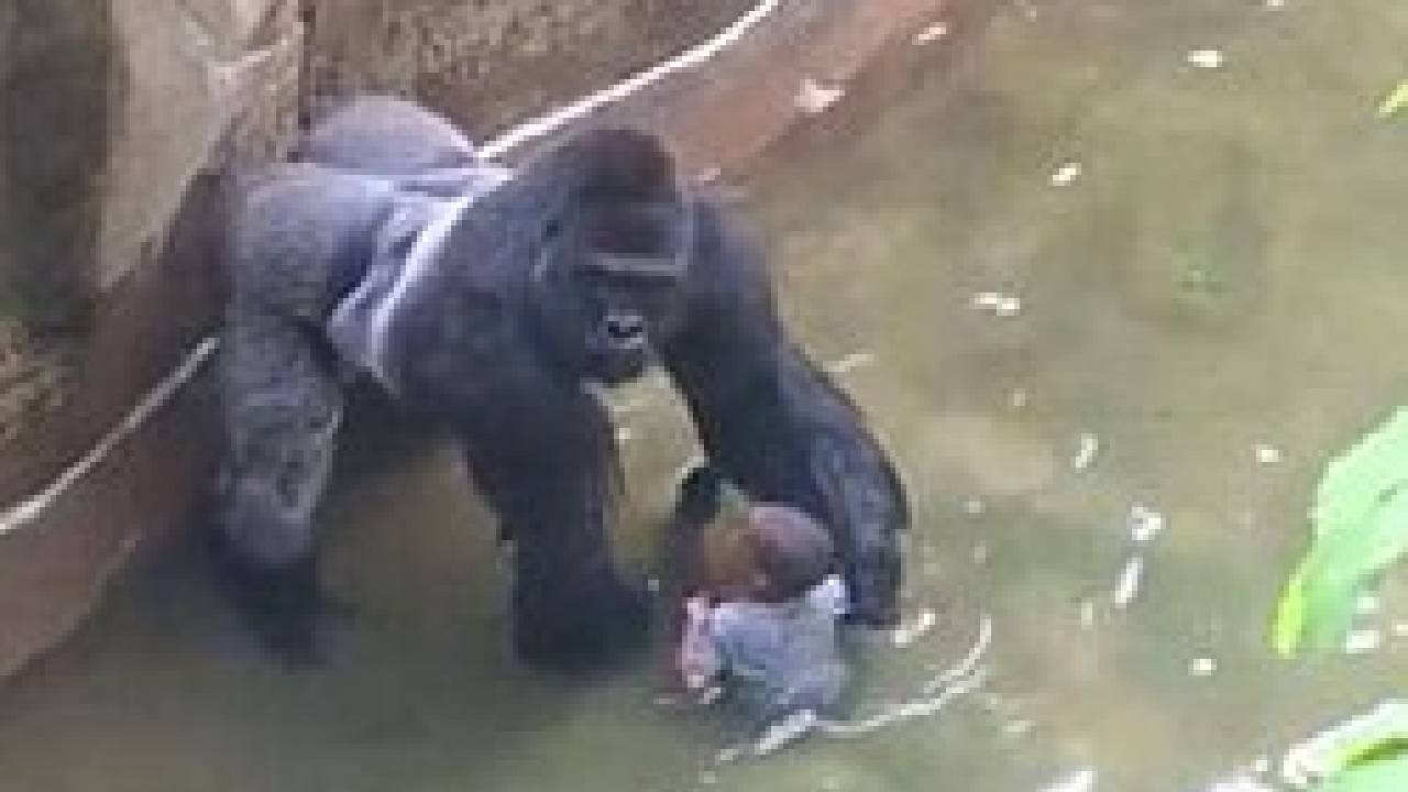 Harambe RIP