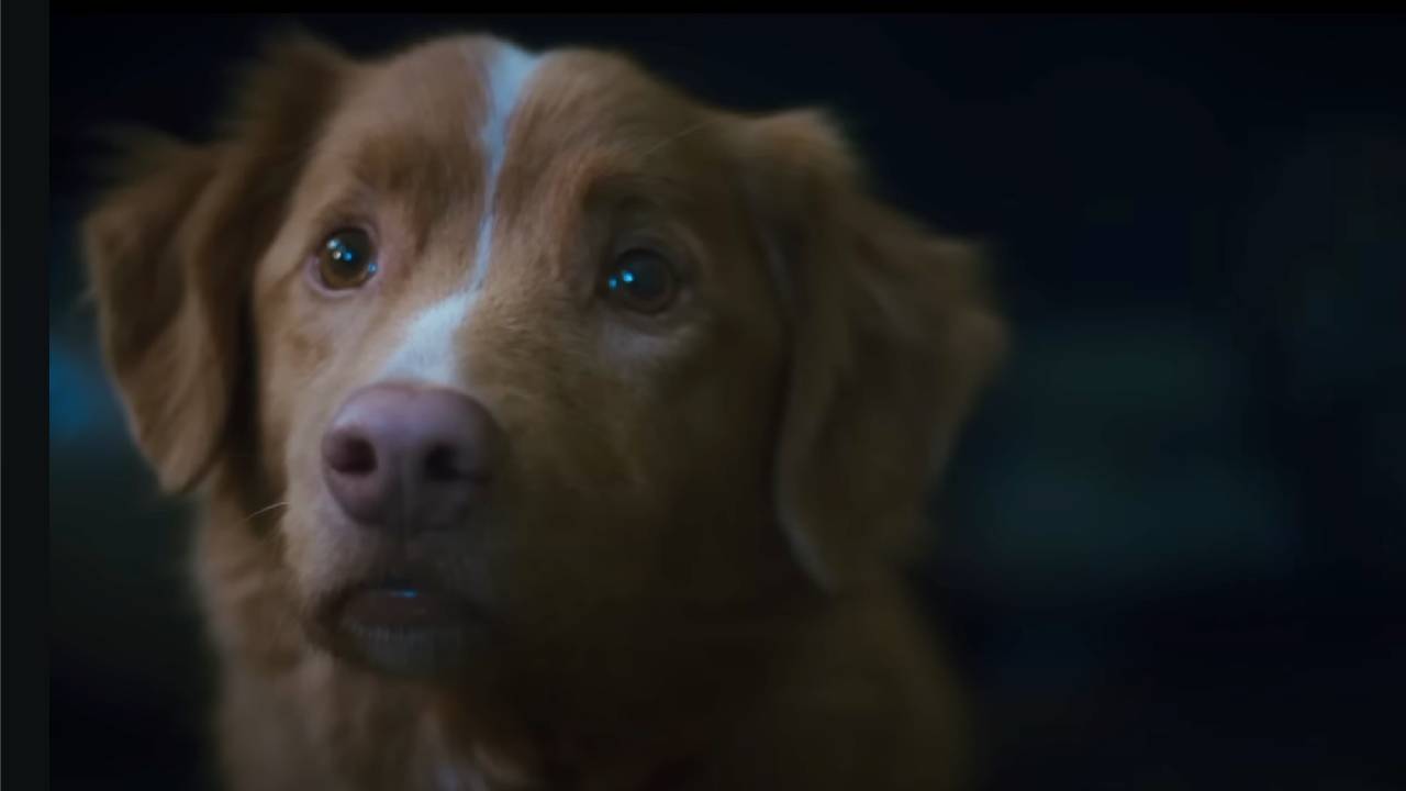 Indy Good Boy 2025