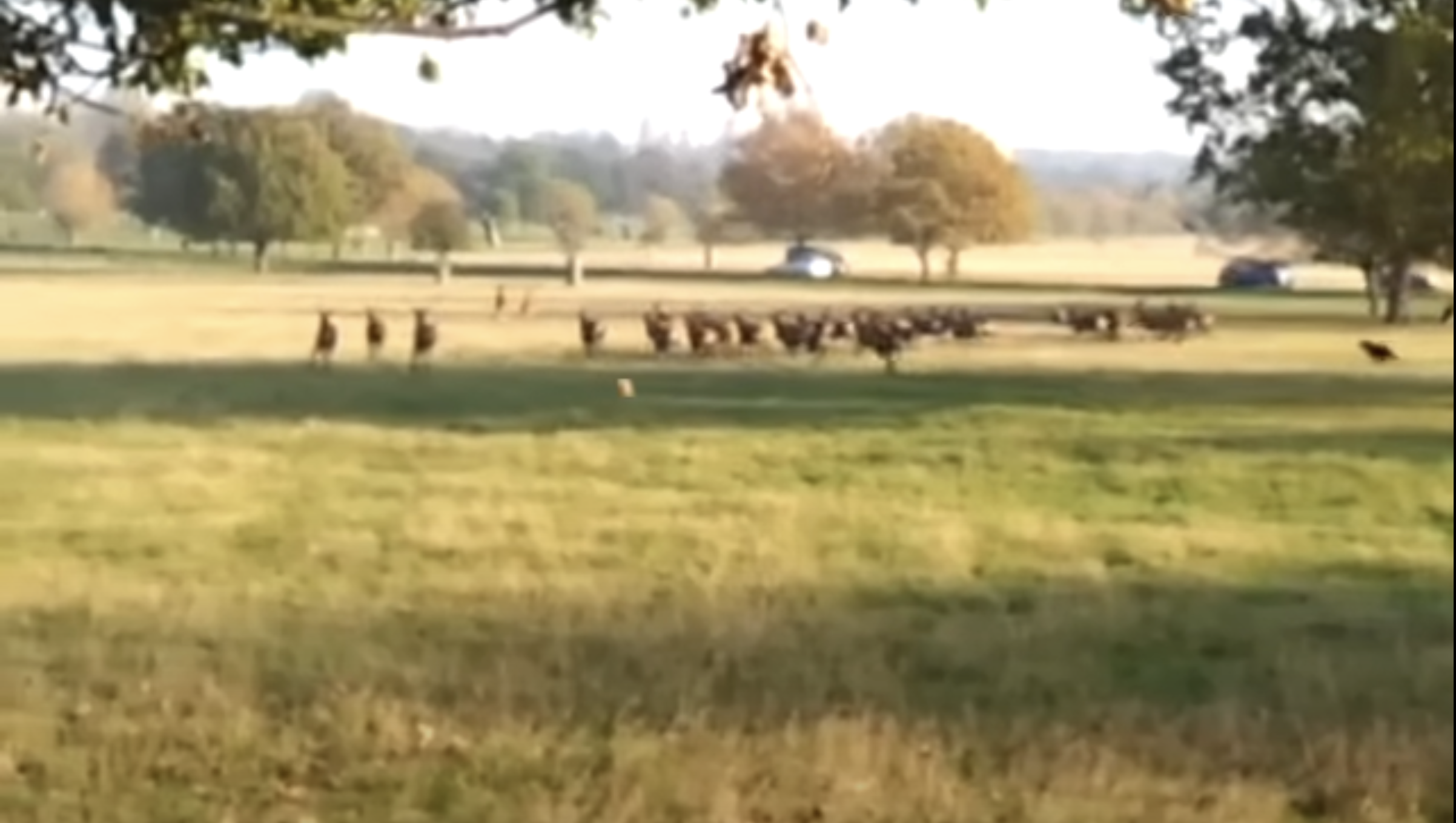 Jesus Christ In Richmond Park