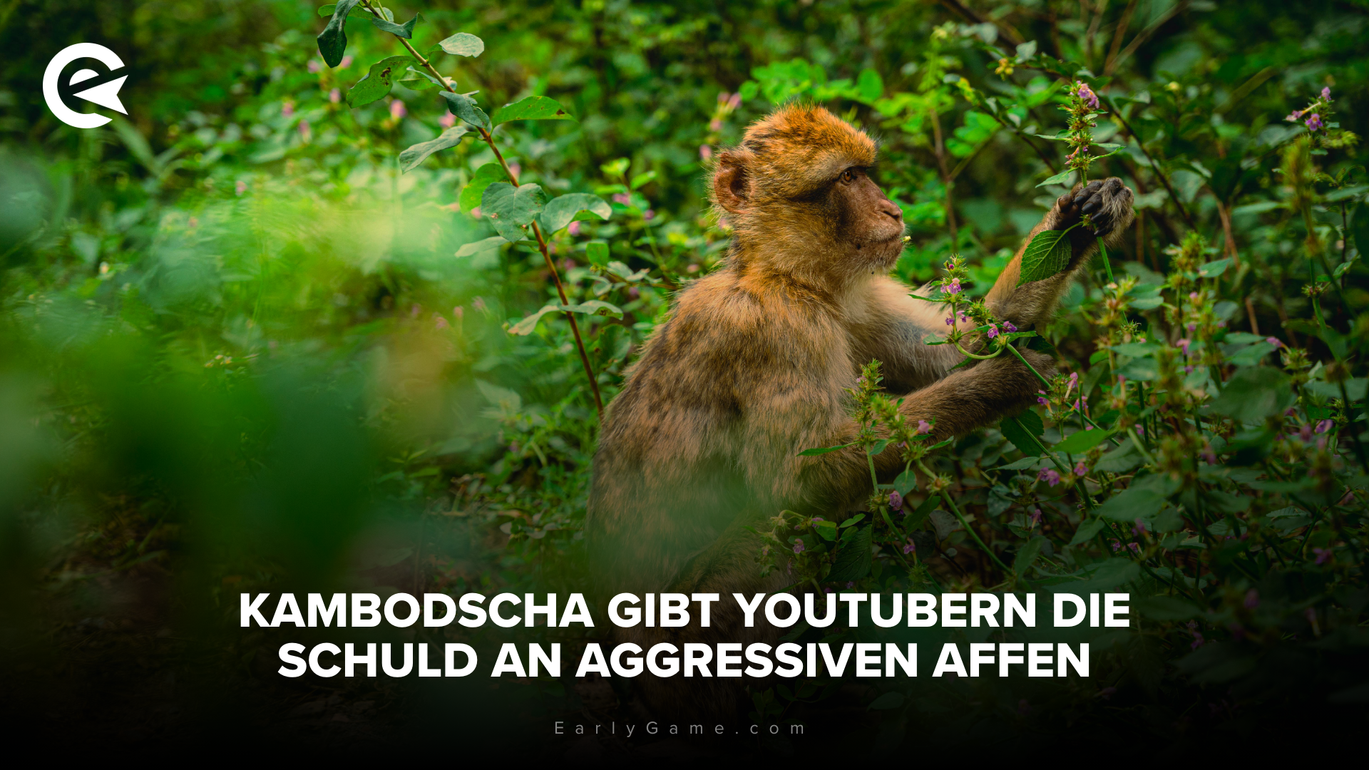 Kambodscha aggressive Affen