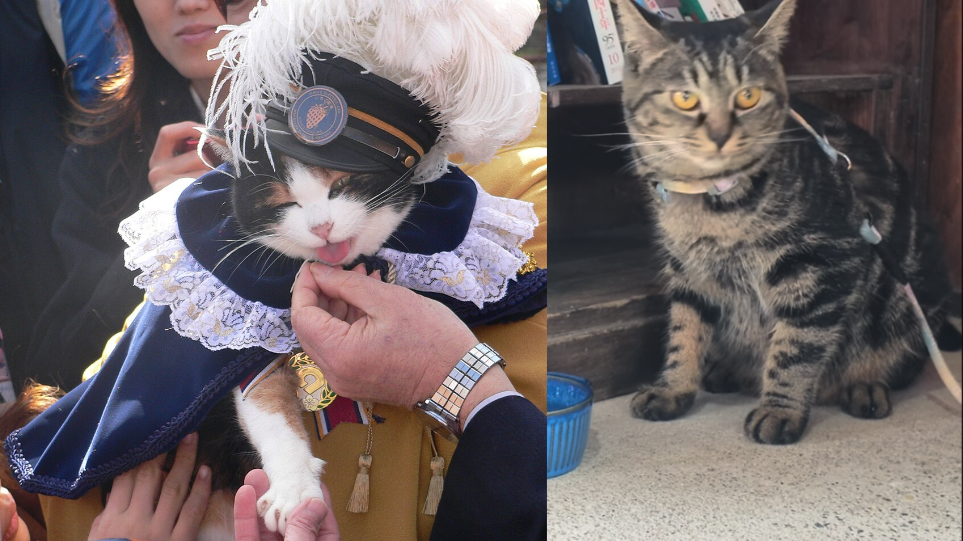 Katze Wird Bahnhofsvorsteherin 01 Wikipedia You Tube