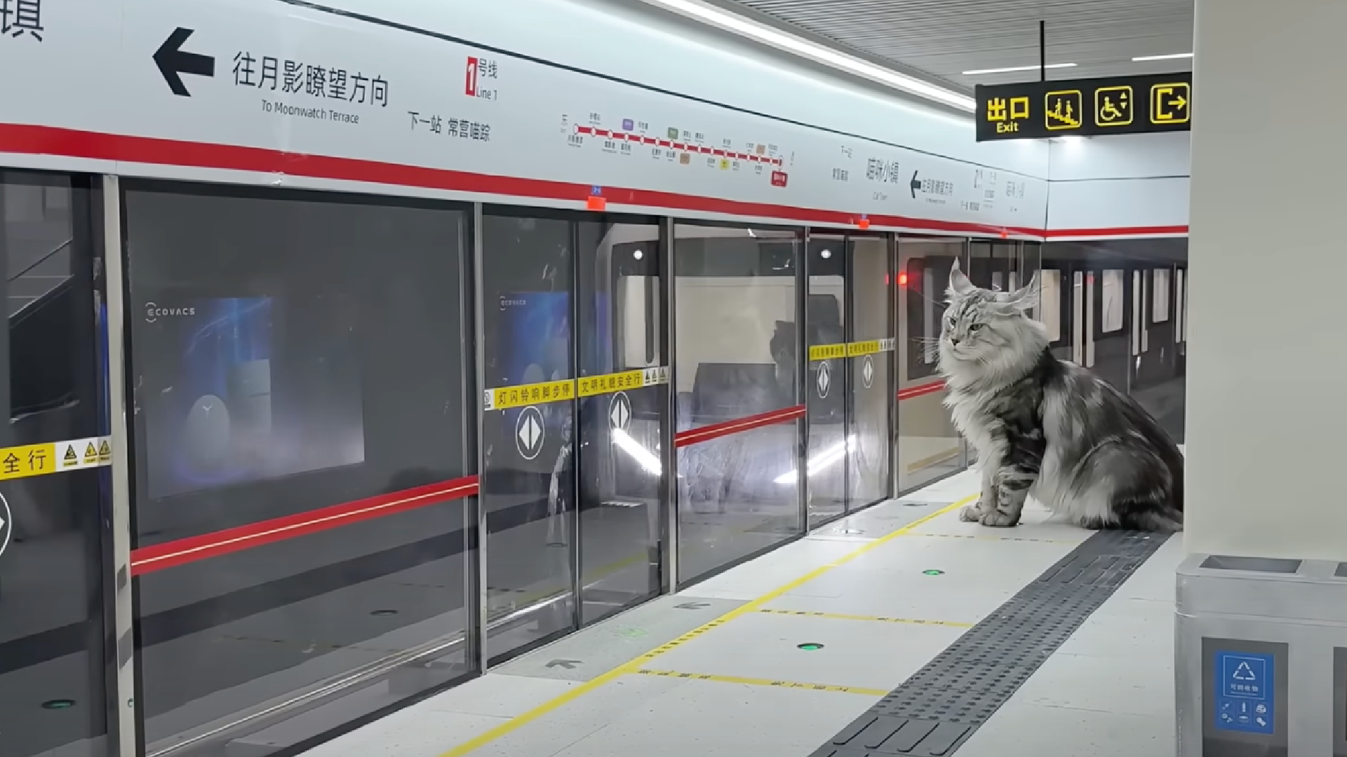 Katzen Ubahn 00