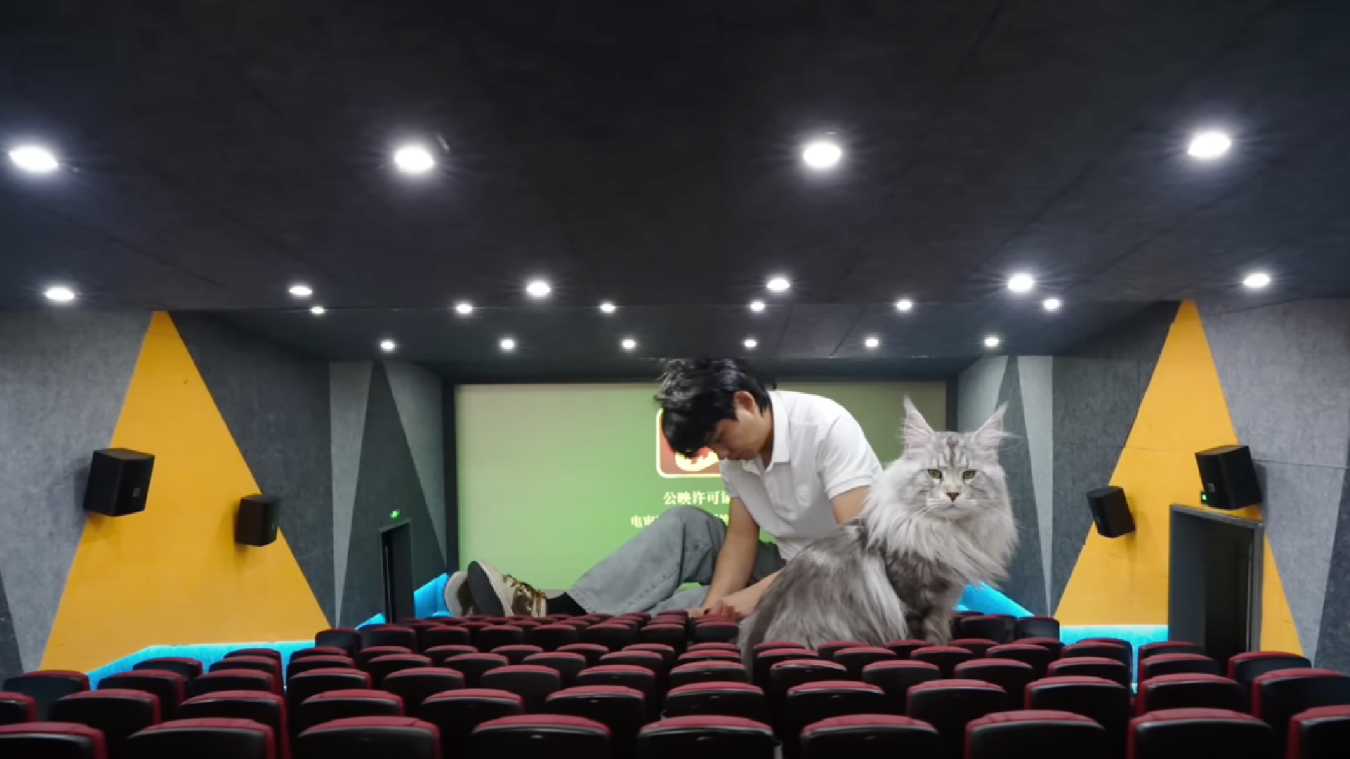 Katzen Ubahn 4