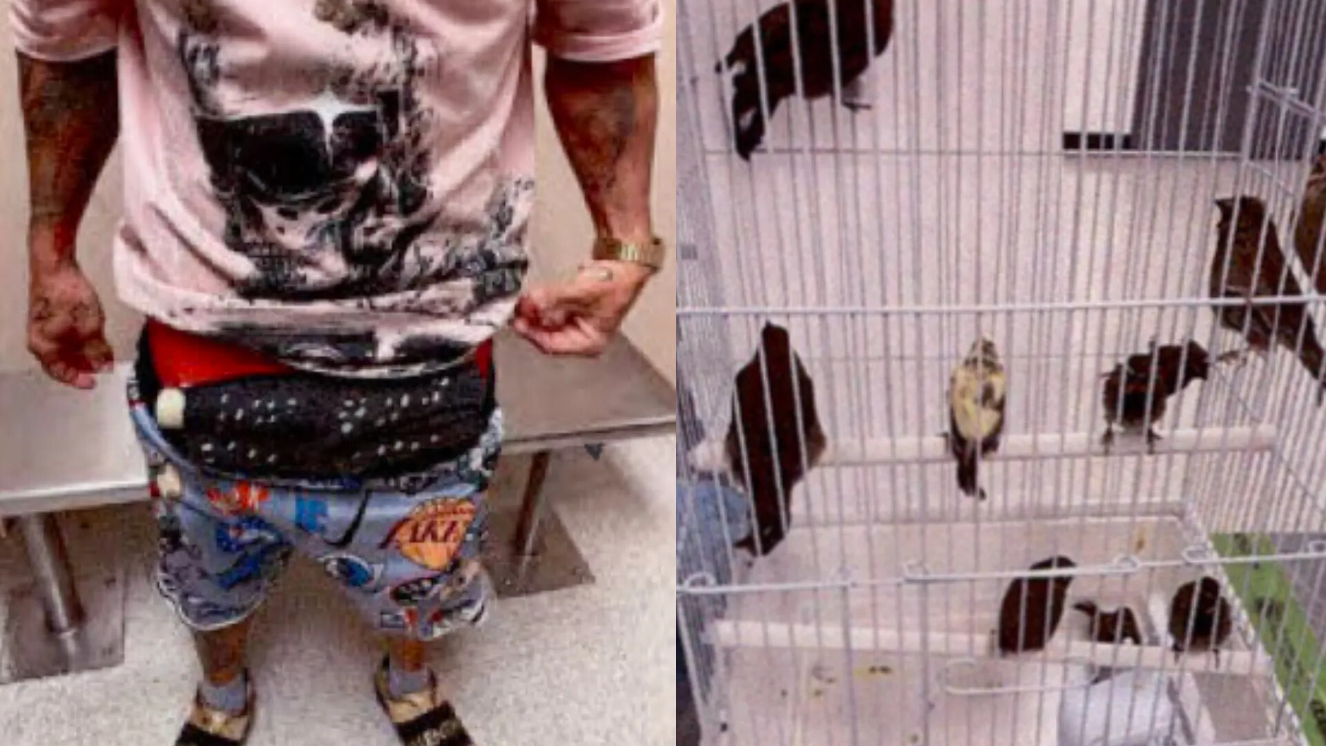 Man Smuggling Birds Miami Airport