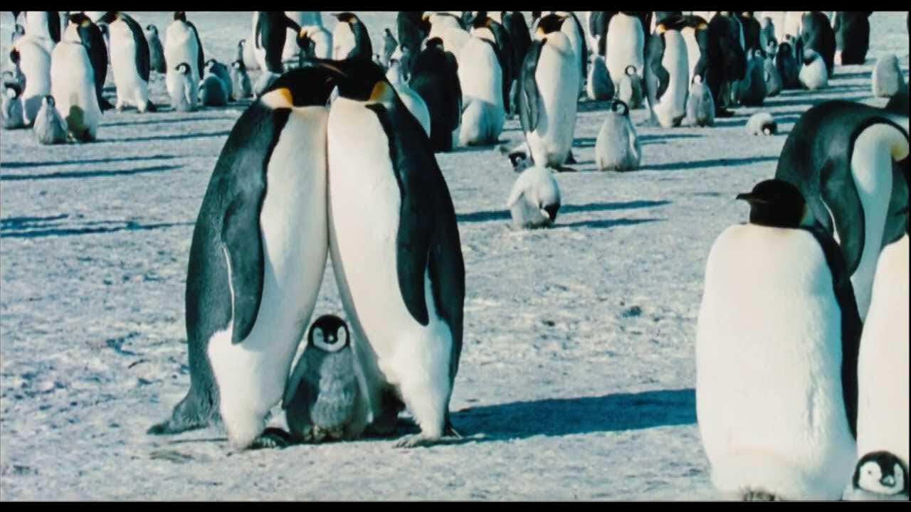 March of the Penguins 2005
