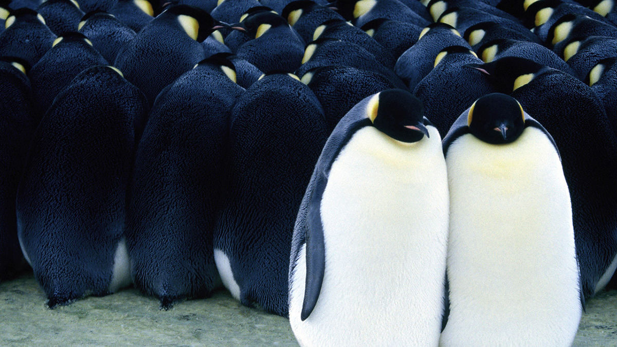 March of the Penguins 2005