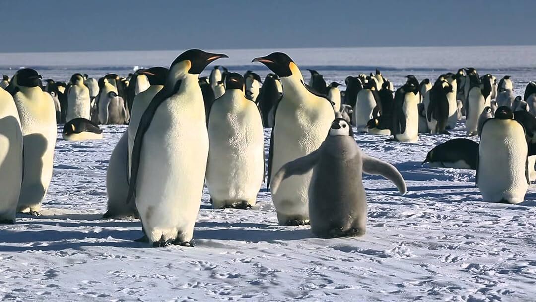 March of the Penguins