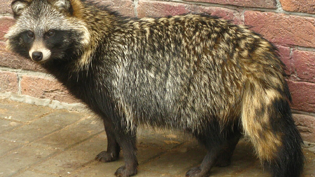 Marderhund Wikipedia