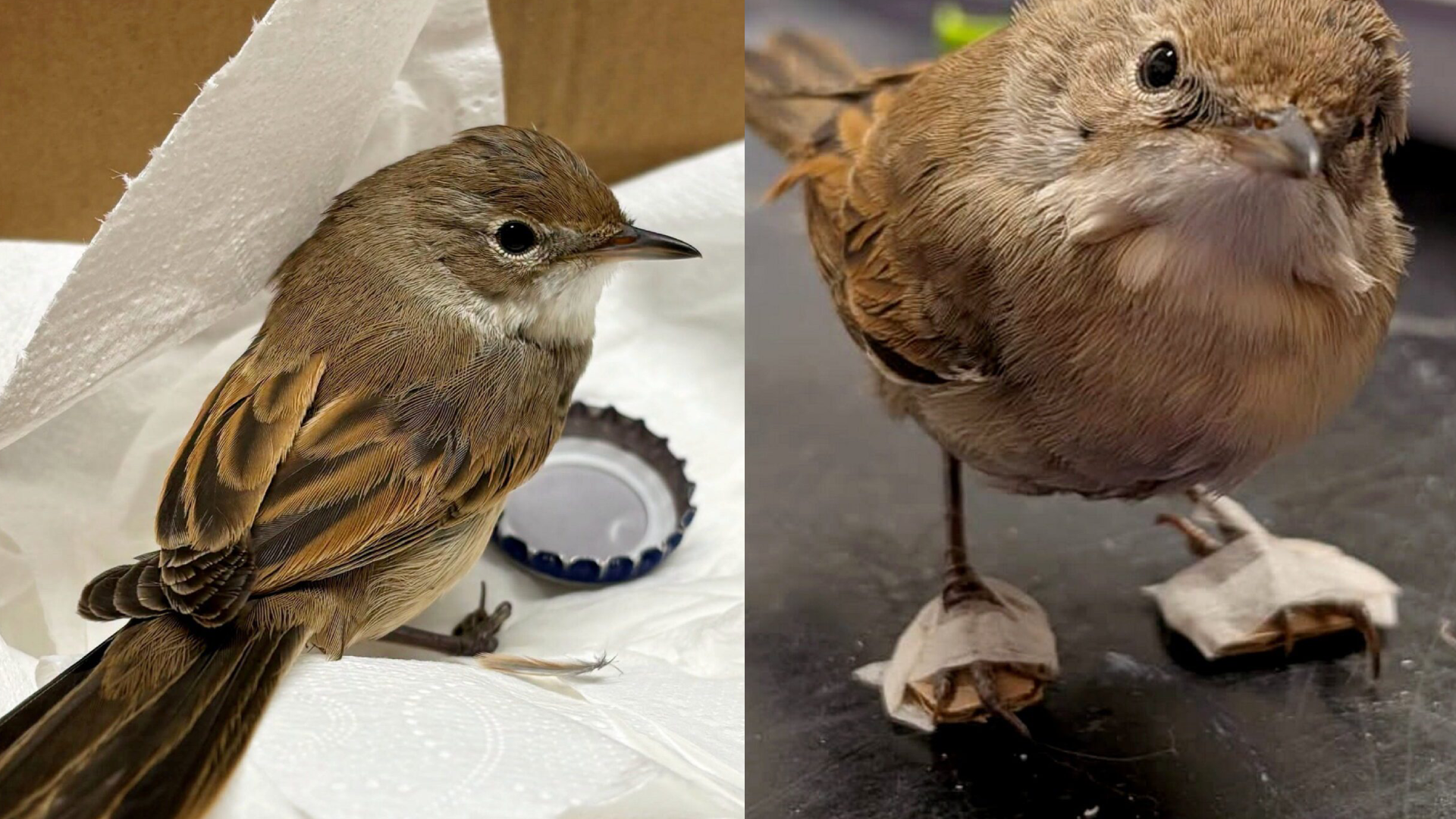 Minigips für Vogel 01 Leics Wildlife Hospital