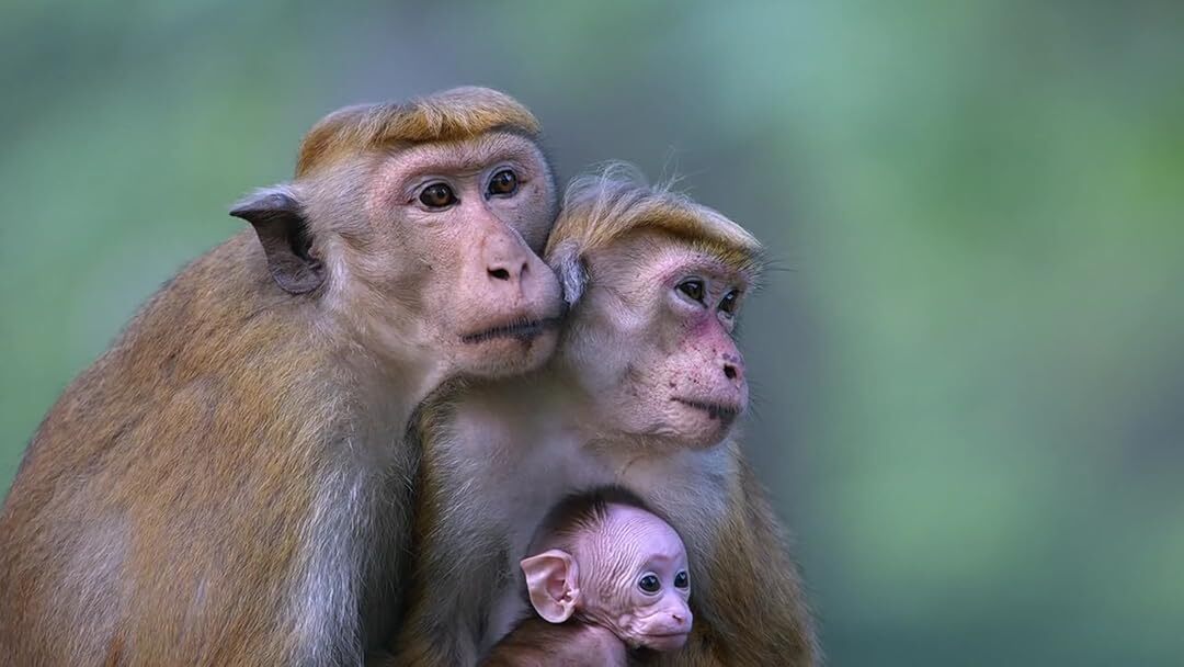 Monkey Kingdom 2015