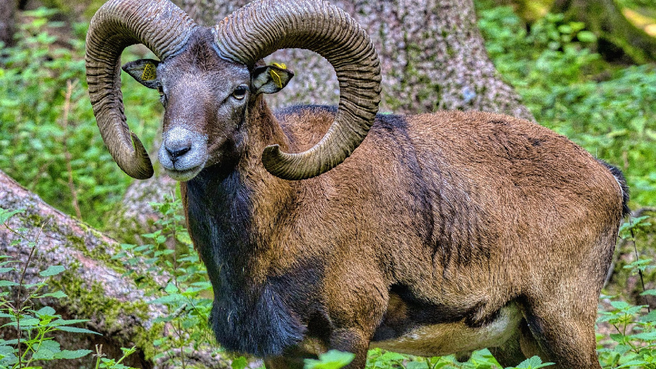 Mufflon Pixabay