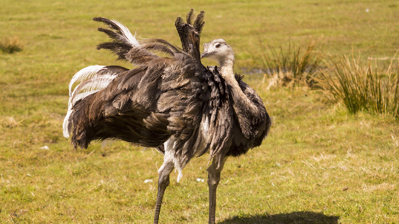 Nandu Pixabay