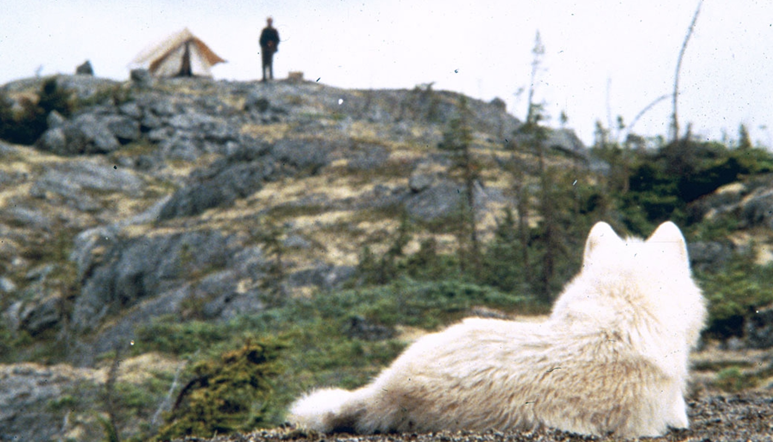Never Cry Wolf