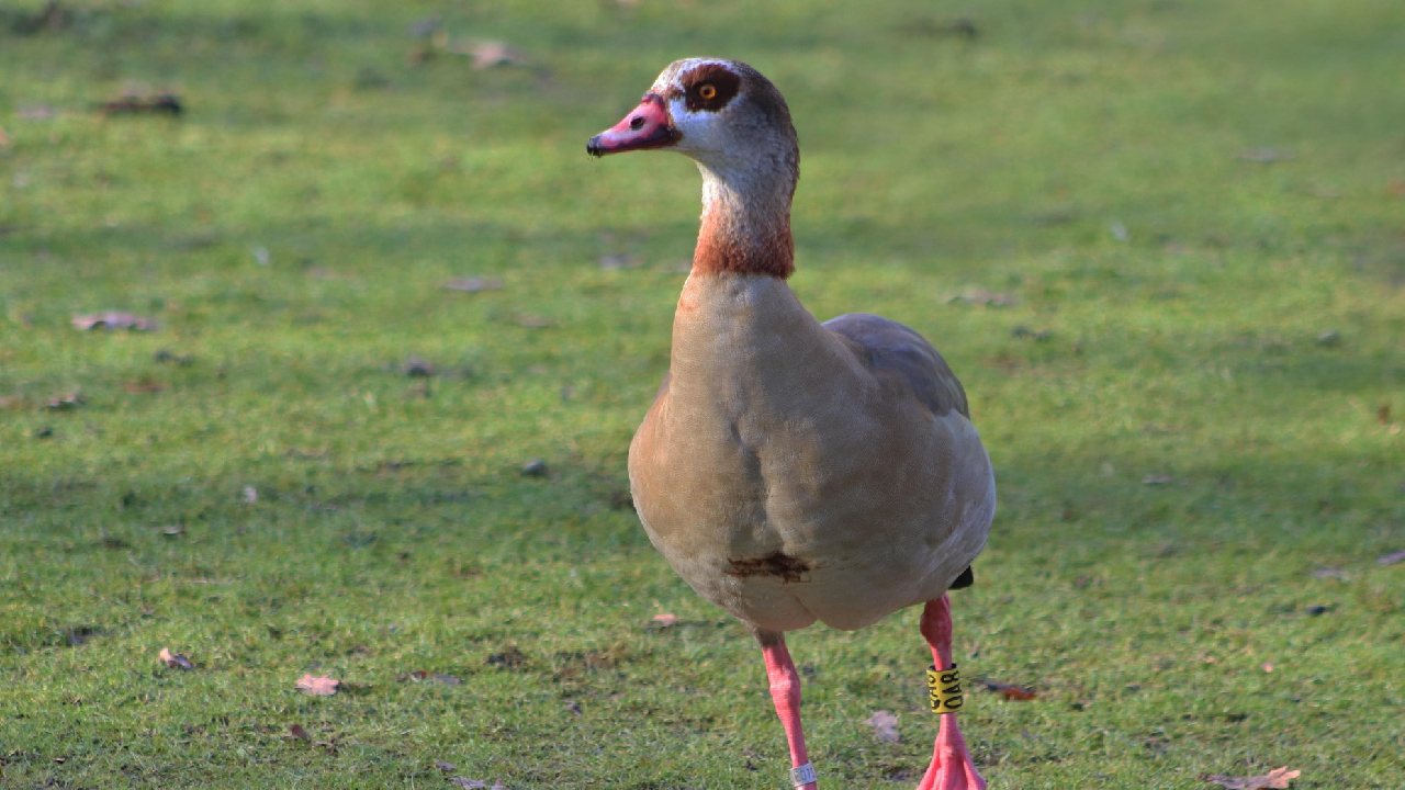 Nilgans Pixabay