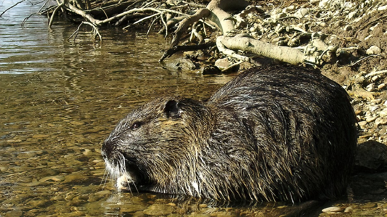 Nutria Wikipedia