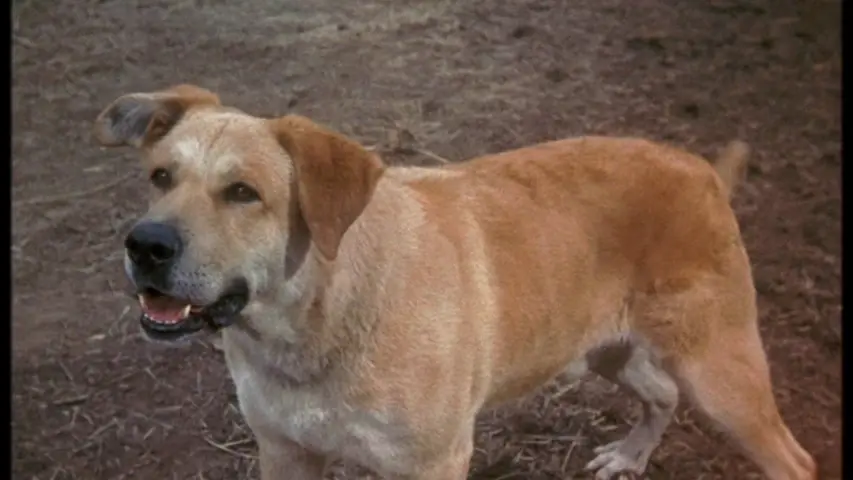Old Yeller from Old Yeller