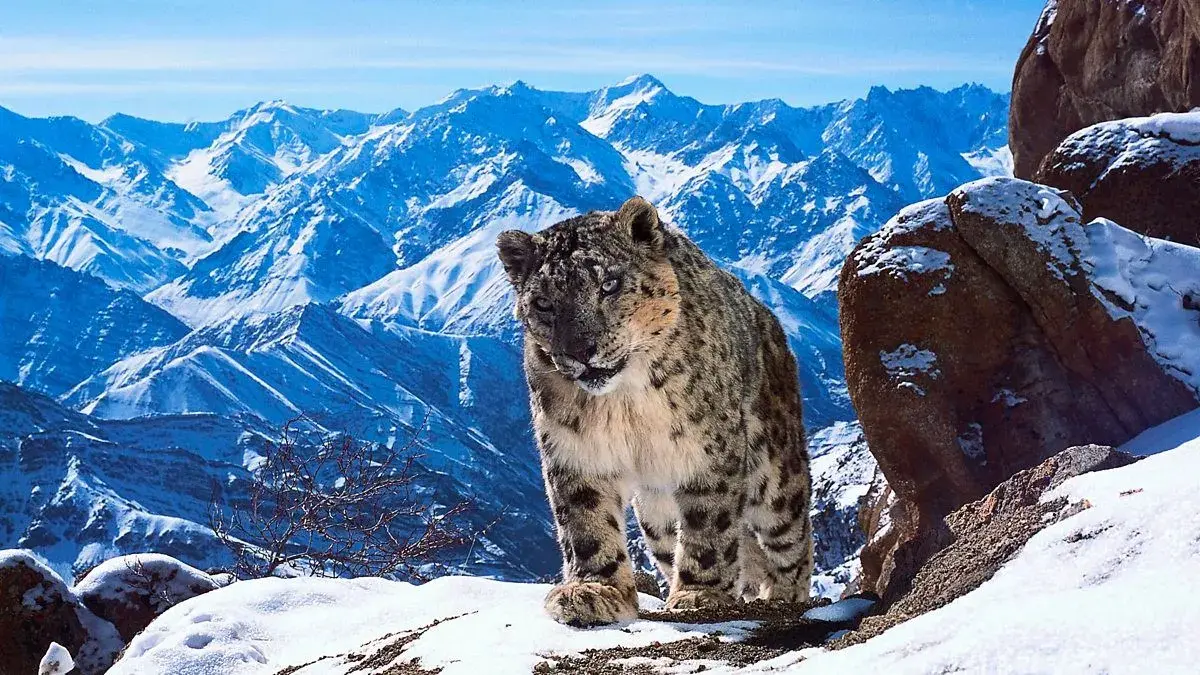 Planet Earth 2006