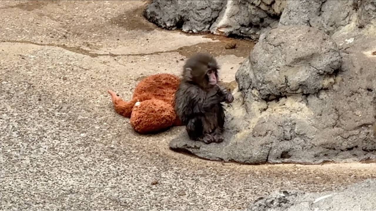 Punch the cutest macaque ever