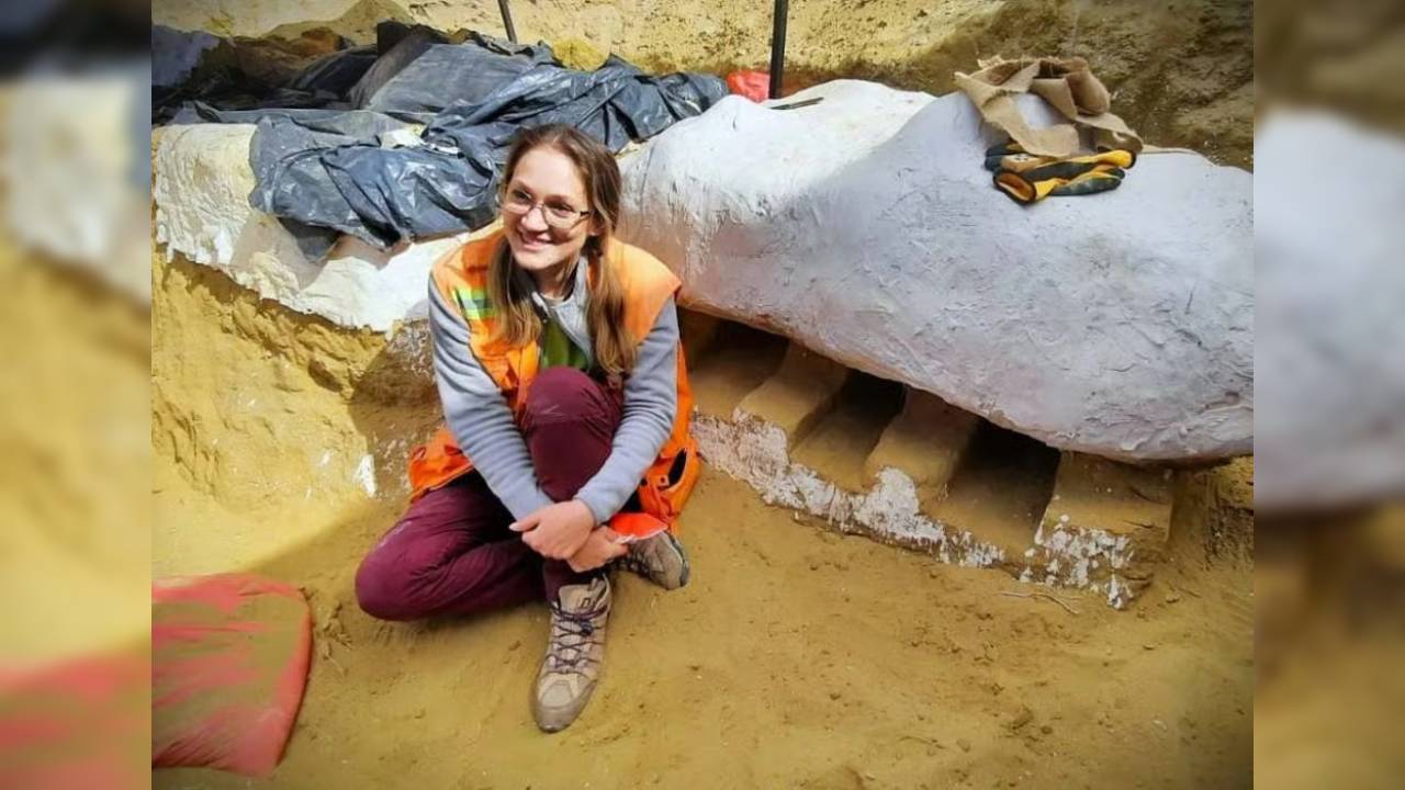 Sägehai Fossil entdeckt