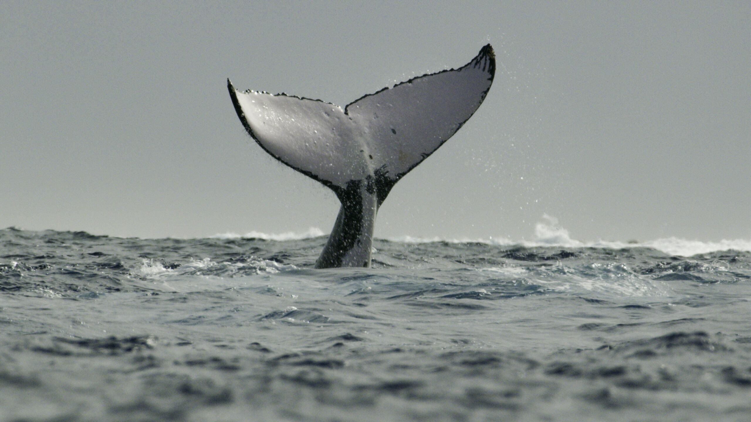 Secrets of the Whales 2021