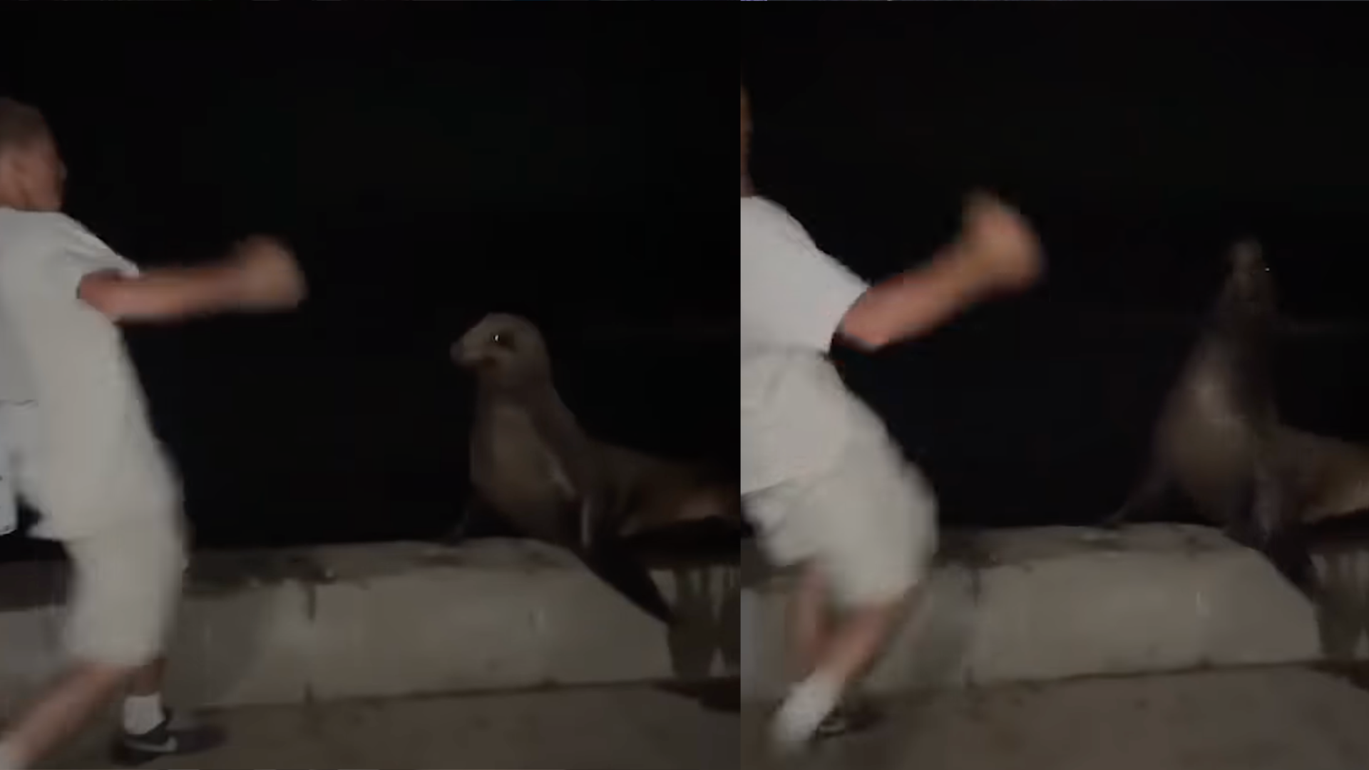 Seelöwe Getreten