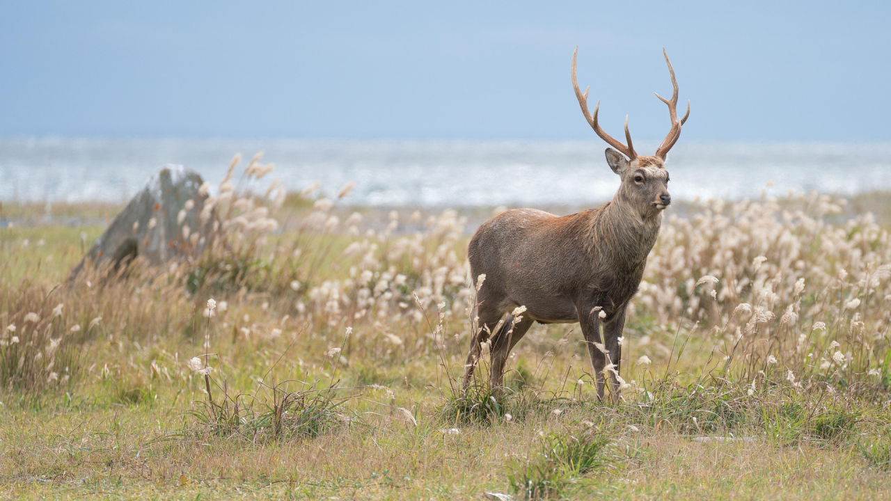 Sikahirsch Pixabay