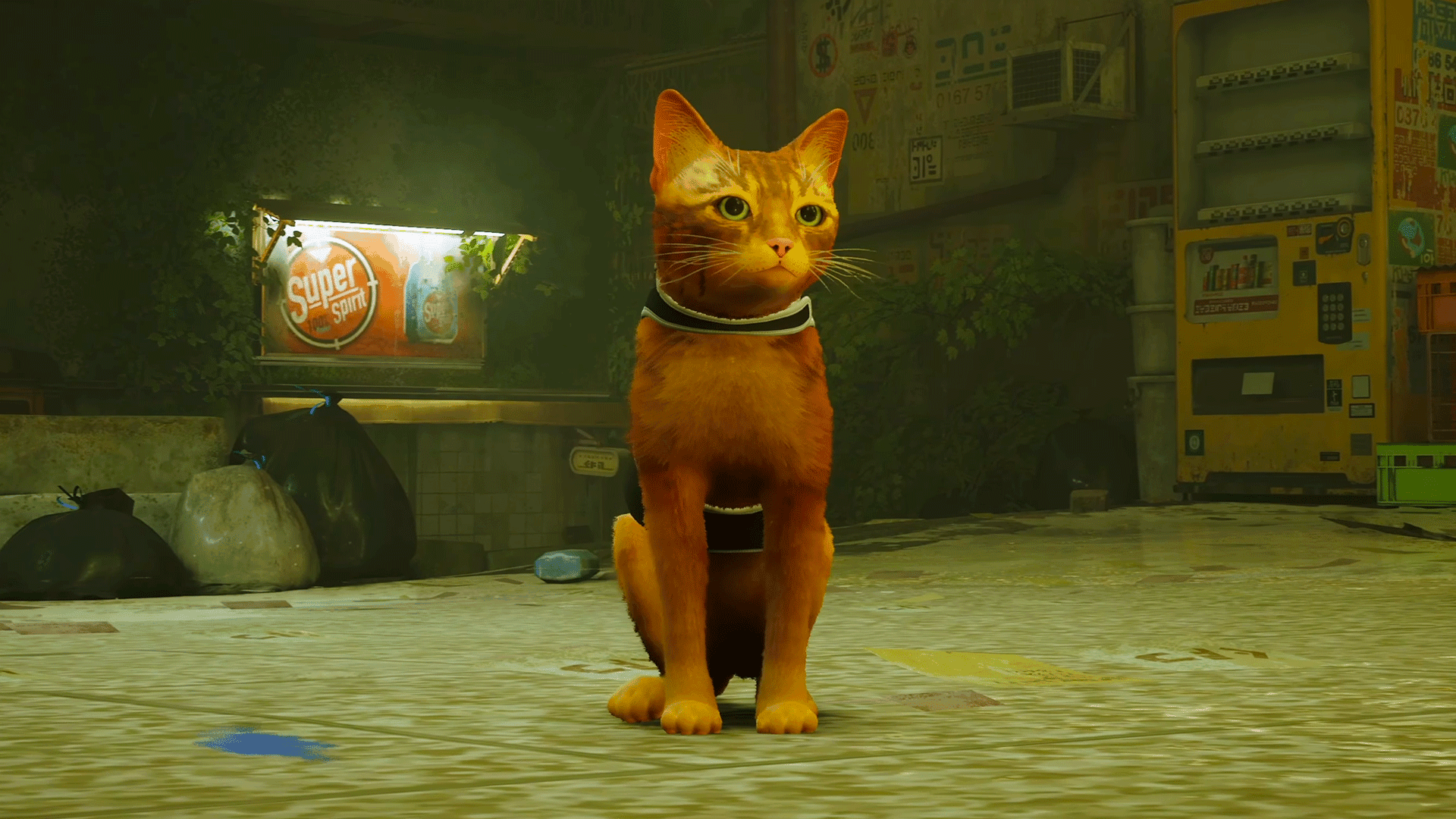 Stray