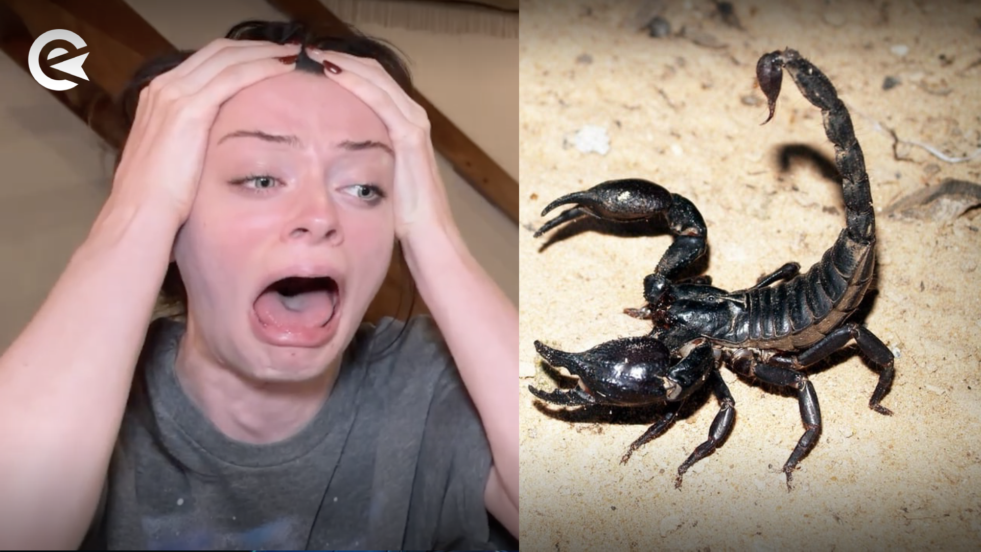 Streamerin VS Skorpion