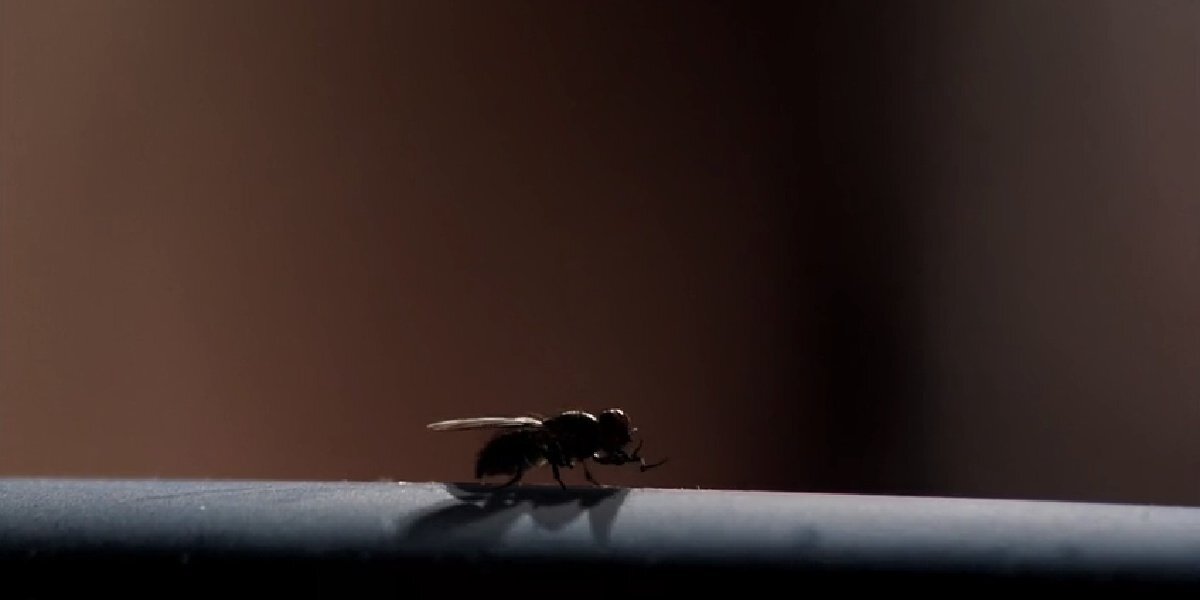 The Fly Breaking Bad