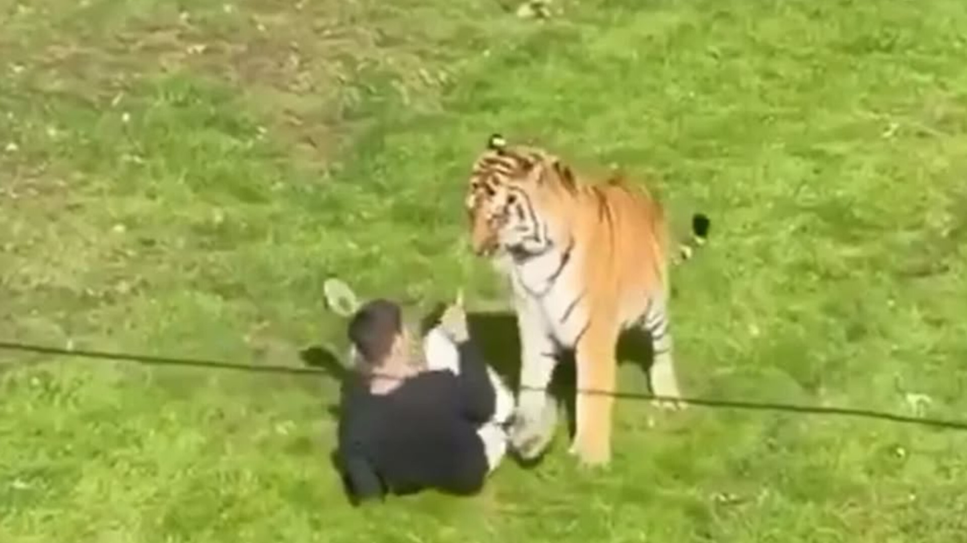 Tiger Attack in Yorkshire Wildlife Park