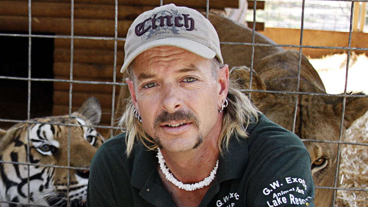 Tiger King cropped processed by imagy